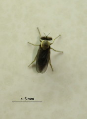 Rhipidocephala