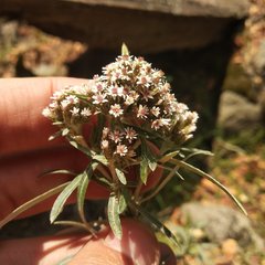 Gnaphaliothamnus salicifolius