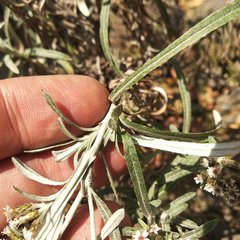 Gnaphaliothamnus salicifolius