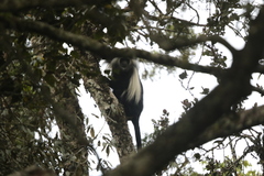 Colobus angolensis
