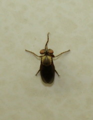 Rhipidocephala
