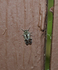 Melanoliarus placitus