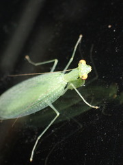 Eomantis