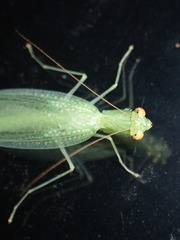 Eomantis