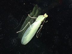 Eomantis