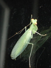 Eomantis