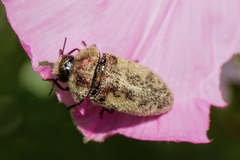Acmaeodera pilosellae
