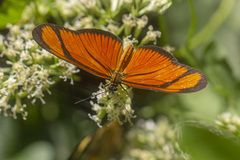 Eueides aliphera aliphera