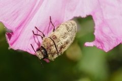 Acmaeodera pilosellae