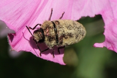 Acmaeodera pilosellae