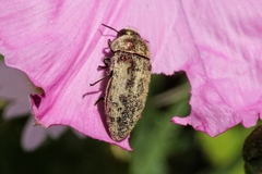 Acmaeodera pilosellae
