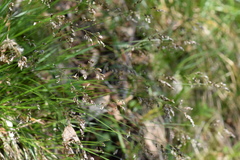 Anthoxanthum australe