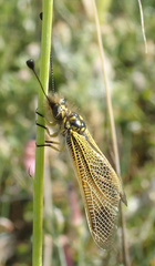 Libelloides ictericus