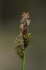 Carex umbrosa