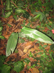 Heliconia rostrata