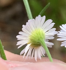 Erigeron strigosus strigosus