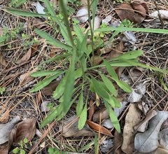 Erigeron strigosus strigosus