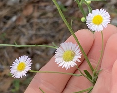 Erigeron strigosus strigosus