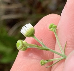 Erigeron strigosus strigosus