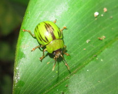 Platyphora vespertina