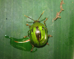 Platyphora vespertina