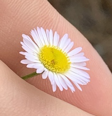 Erigeron strigosus strigosus