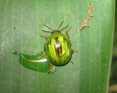 Platyphora vespertina