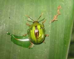 Platyphora vespertina
