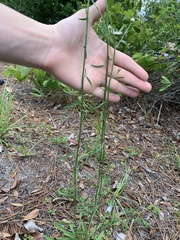 Erigeron strigosus strigosus