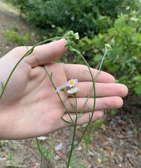 Erigeron strigosus strigosus