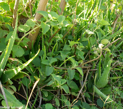Coleus amboinicus, 2021-03-20
