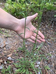 Erigeron strigosus strigosus