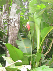 Heliconia episcopalis