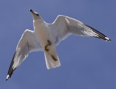 Larus delawarensis
