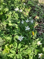 Anemonoides nemorosa