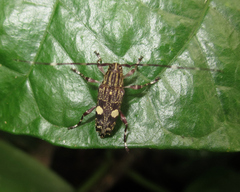 Colobothea bisignata