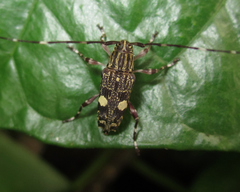 Colobothea bisignata