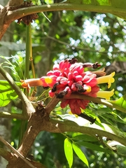 Pentagonia macrophylla