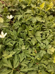 Anemonoides nemorosa