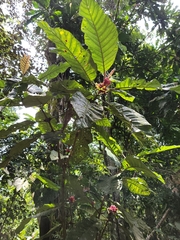 Pentagonia macrophylla