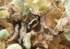 Hyperaspis vinciguerrae