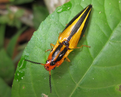 Semiotus affinis