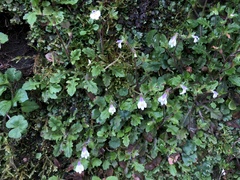 Mazus goodenifolius