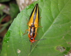 Semiotus affinis