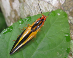 Semiotus affinis