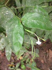 Maranta