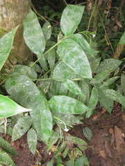 Maranta