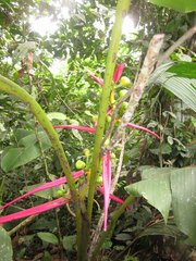 Heliconia aemygdiana