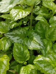 Lamium galeobdolon argentatum