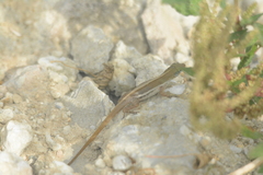 Anolis wattsii